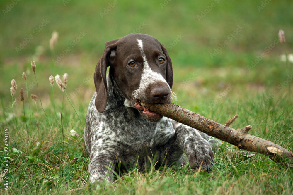german shorthaired pointer, german kurtshaar one brown spotted puppy lies on green grass on field, close-up portrait, looking at the camera, in the mouth holding a stick german shorthaired pointer, german kurtshaar one brown spotted puppy lies on green grass on field, close-up portrait, looking at the camera, in the mouth holding a stick