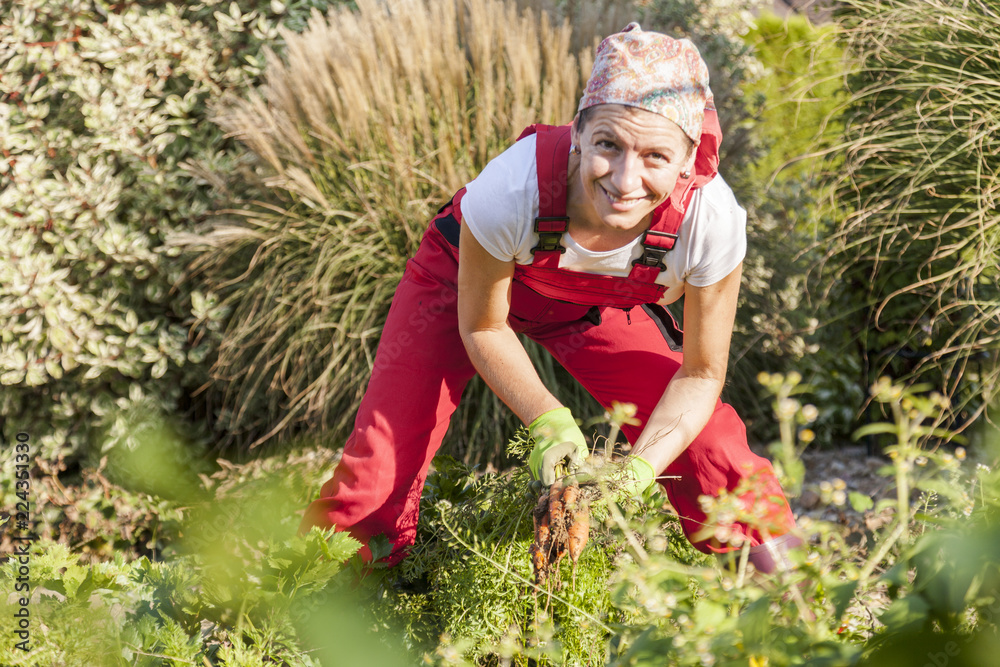 Fototapeta premium woman enjoys the successful grow of vegetables in her garden harvesting a bunch of carrots.
