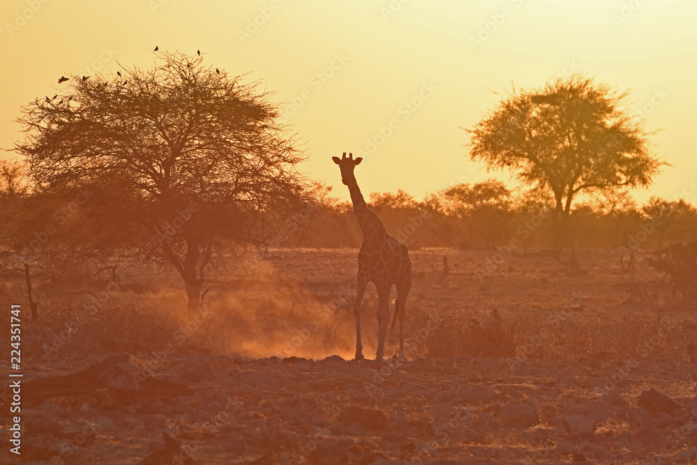 Steppengiraffe (giraffa camelopardalis) im Abendlicht am Wasserloch Okaukuejo im Etosha Nationalpark (Namibia)