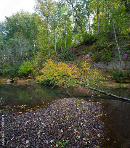 A tree fallen into a forest stream. Autumn time.
