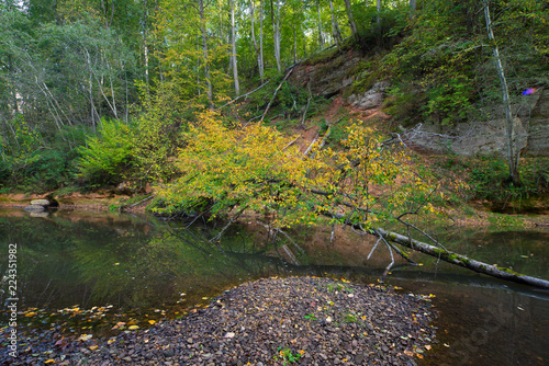 A tree fallen into a forest stream. Autumn time.
