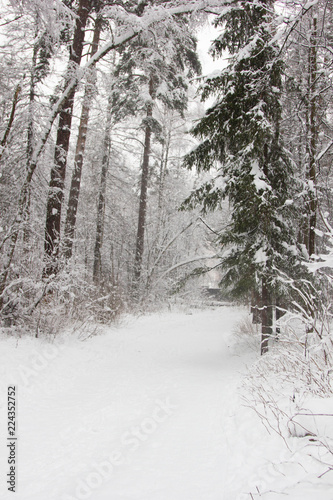 snowy forest  © Светлана Аксенова