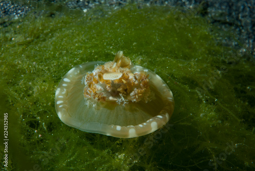 Upside-down Jellyfish, scientifically known as Cassiopea 