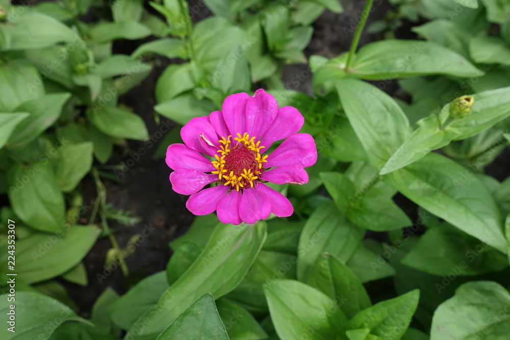 Obraz premium Vibrant pink flower head of Zinnia elegans