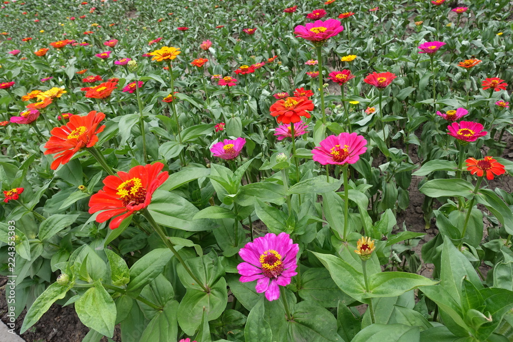 A lot of colorful flowers of Zinnia elegans