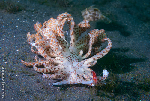 Solar powered nudi Phyllodesmium longicirrum photo