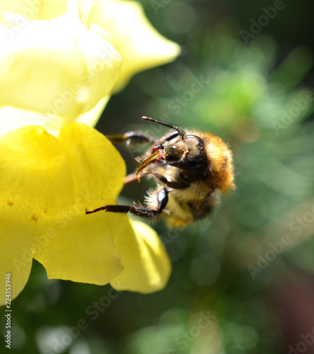 Hummel auf Löwenmaul