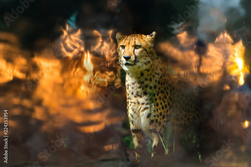 guépard félin animal animalier afrique prédateur regard feu flamme chaleur savane lueur lumière or photo