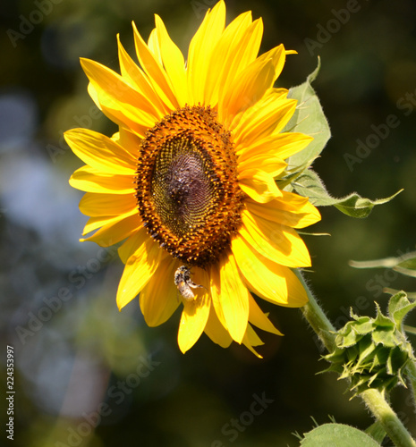 Sonnenblume mit Biene_02