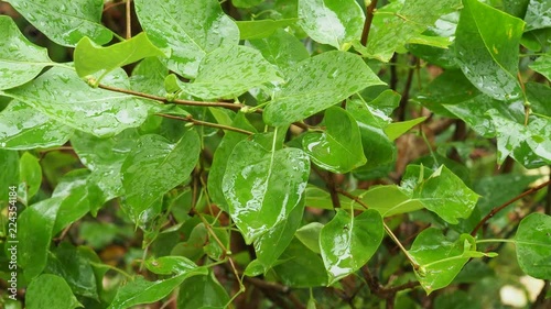 Wallpaper Mural wet leaves of Syringa bush in autumn rain Torontodigital.ca