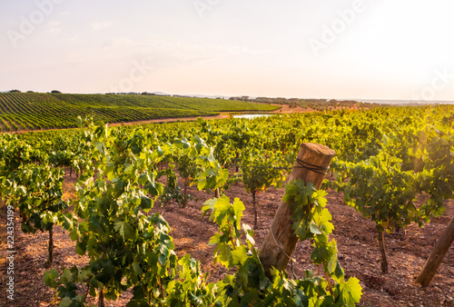 Vines in a vineyard in Alentejo region, Portugal, at sunset photo