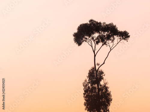 Silhouette of a tree against a sunset sky in Estremoz in Alentejo region  Portugal