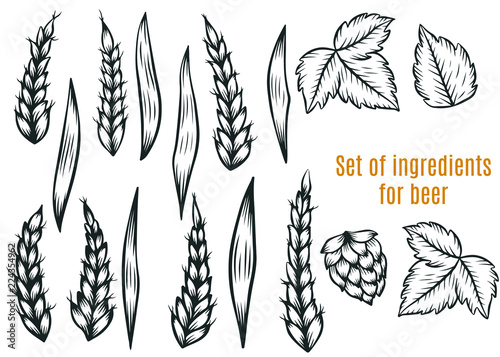 Hand drawn engraving style Hops and rye set. Common hop, rye,wheat branch with leaves and cones.Set for beer.Vector illustration