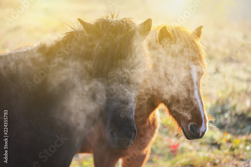 Pferde verträumt im Herbst bei Sonnenaufgang. Pferd morgens mit Atem, Dampf und Sonnenlicht