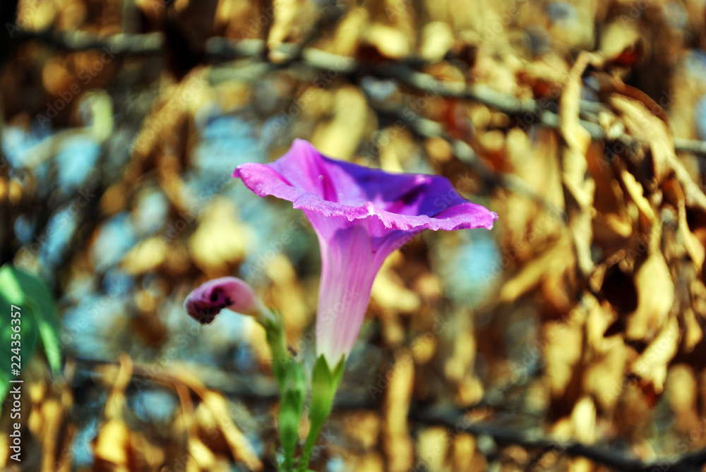 Purple petunia flower blooming on soft dry brown leaves blurry bokeh background, side view