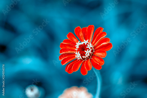 Zinnia haageana Regel close-up in the garden photo