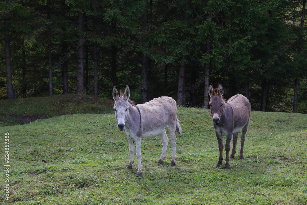 Fototapeta premium Esel auf Weide, Südtirol, Italien, Europa