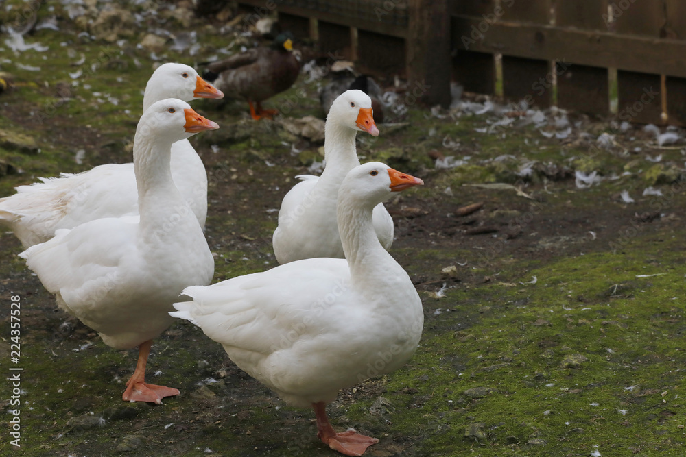 Hausgänse am Bauernhof