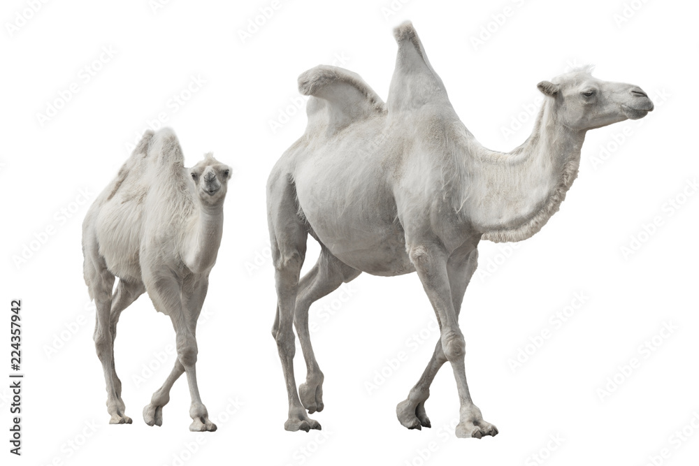 two white camel isolated