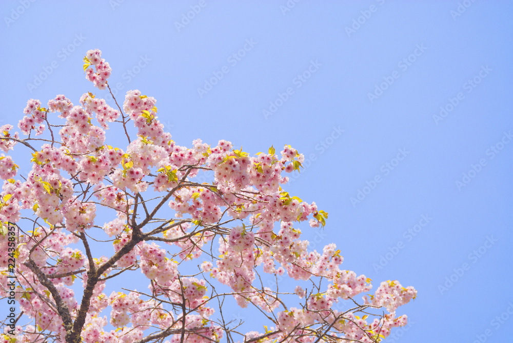 桜 春 素材 桜 春 素材