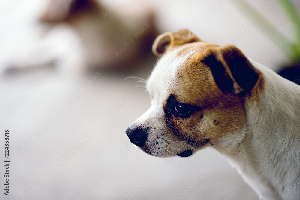 Obraz premium Cute pet dog white Wait for the boss to return home. I sit in front of the house in the daytime.