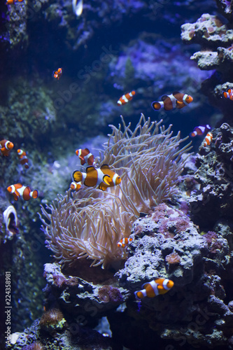 colorful fishes on the coral reef