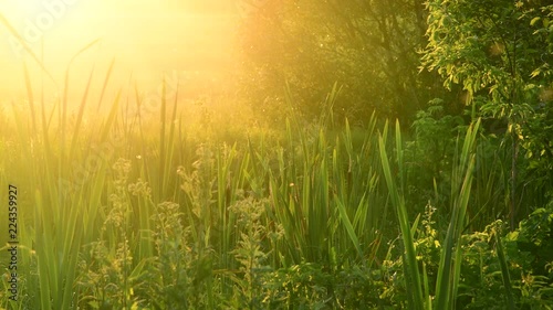 swamp overgrown bulrush at sunset photo