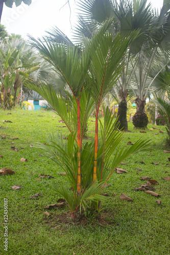 Garden Betel palm in summer,Thailand