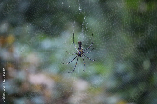 SPIDER WEB