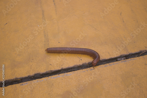 scary millipede on the sidewalk,Thailand