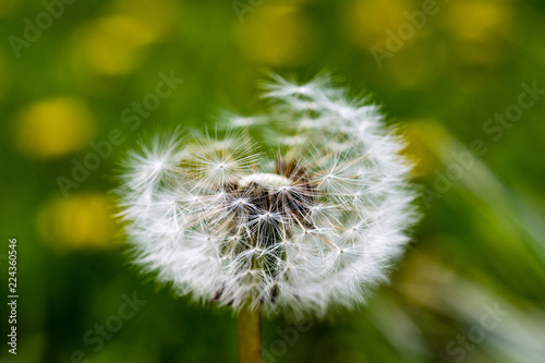Closeup of dandelion blowball with green bokeh background