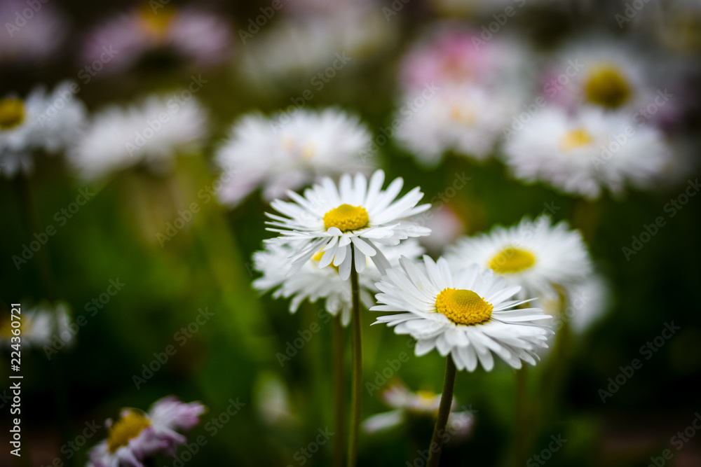 Daisies in the garden