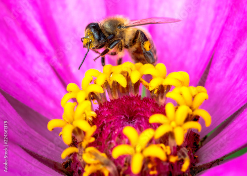 Honeybee or Bee on flower doing polliniation