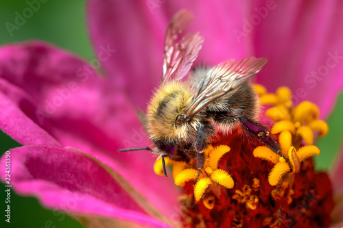 Honeybee or Bee on flower doing polliniation