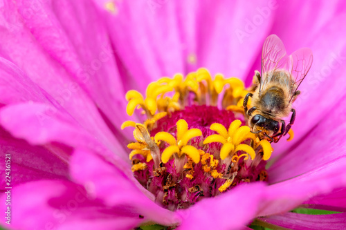 Honeybee or Bee on flower doing polliniation © Visual Intermezzo