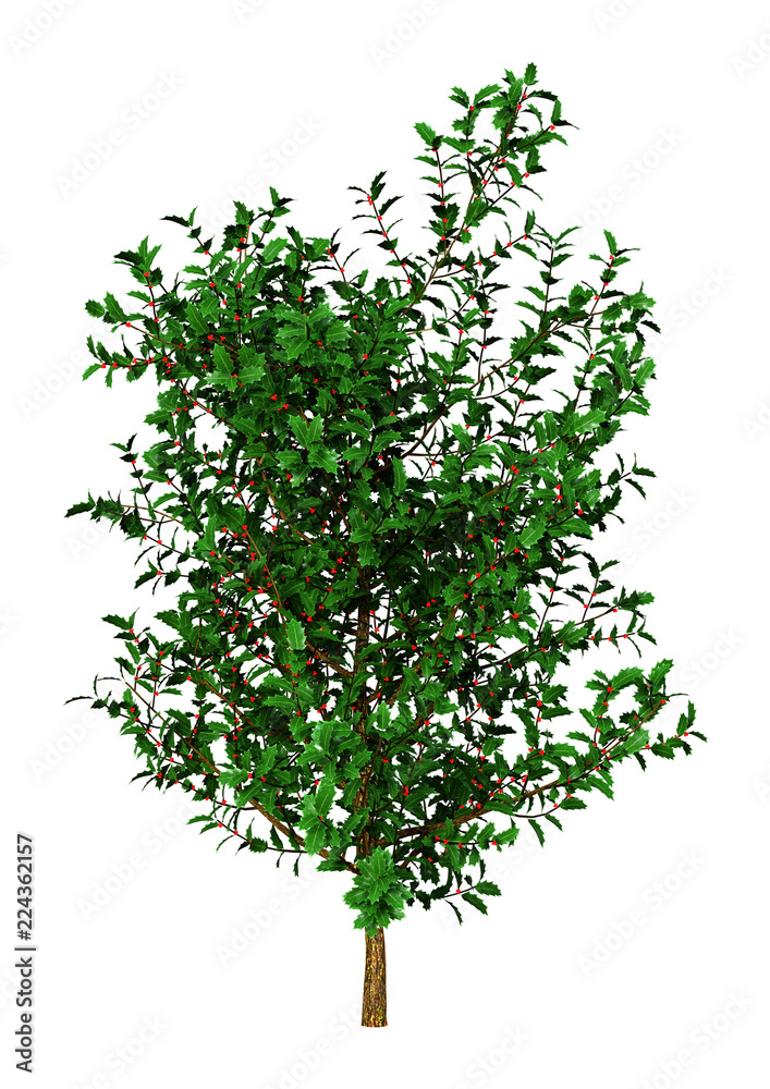 3D Rendering Holly Bush on White 3D Rendering Holly Bush on White