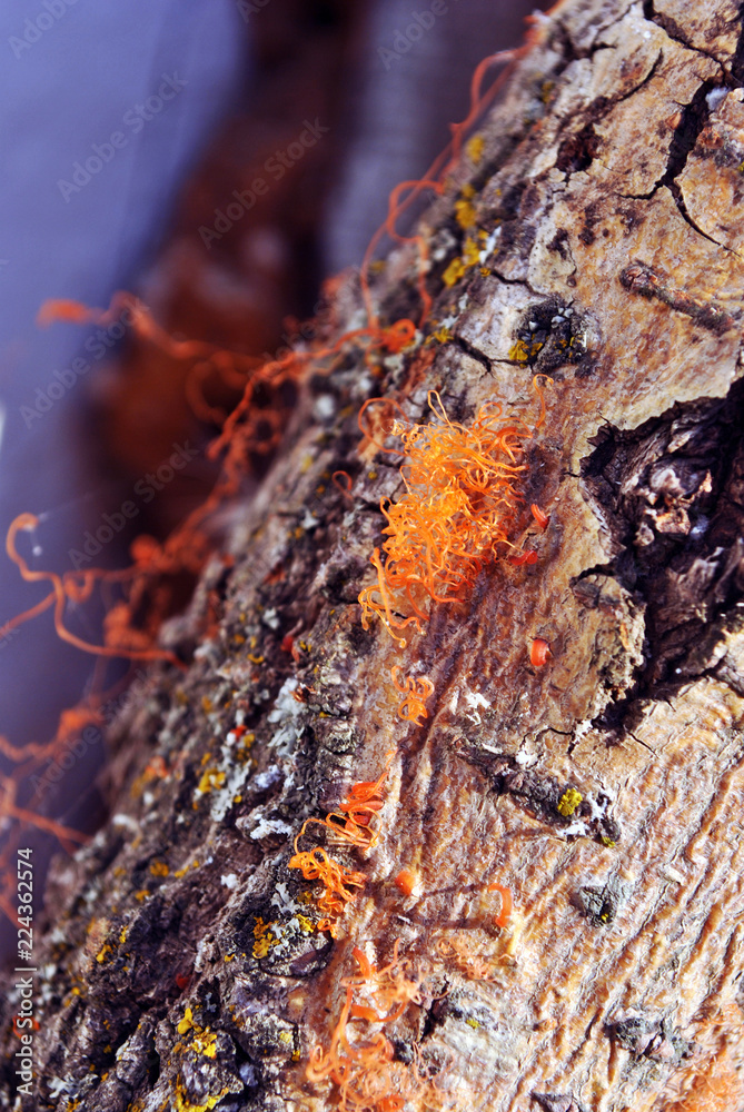 Red fungus (mold) on vertical tree trunk, bark organic texture close up macro detail, soft blurry background Red fungus (mold) on vertical tree trunk, bark organic texture close up macro detail, soft blurry background