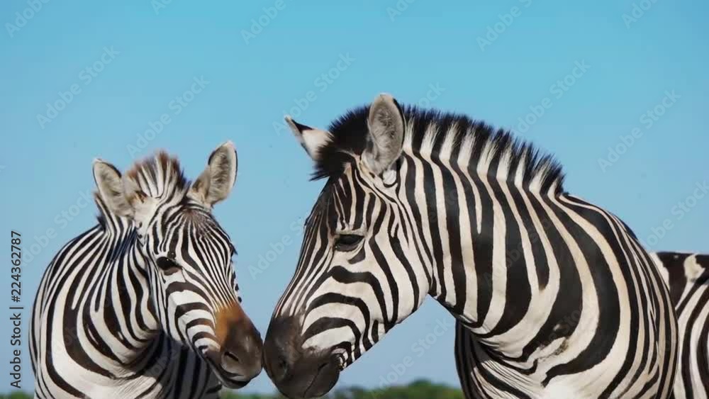 two zebras communicate, slow motion two zebras communicate, slow motion