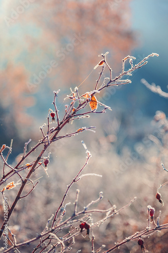 Autumn leaves and grass with hoarfrost frosty © trotzolga