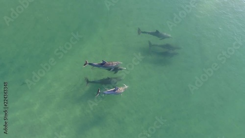 A pod of dolphins in shallow water. photo