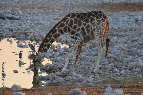 Steppengiraffe (girafffa camelopardalis) am Wasserloch Okaukuejo im Etosha Nationalpark in Namibia