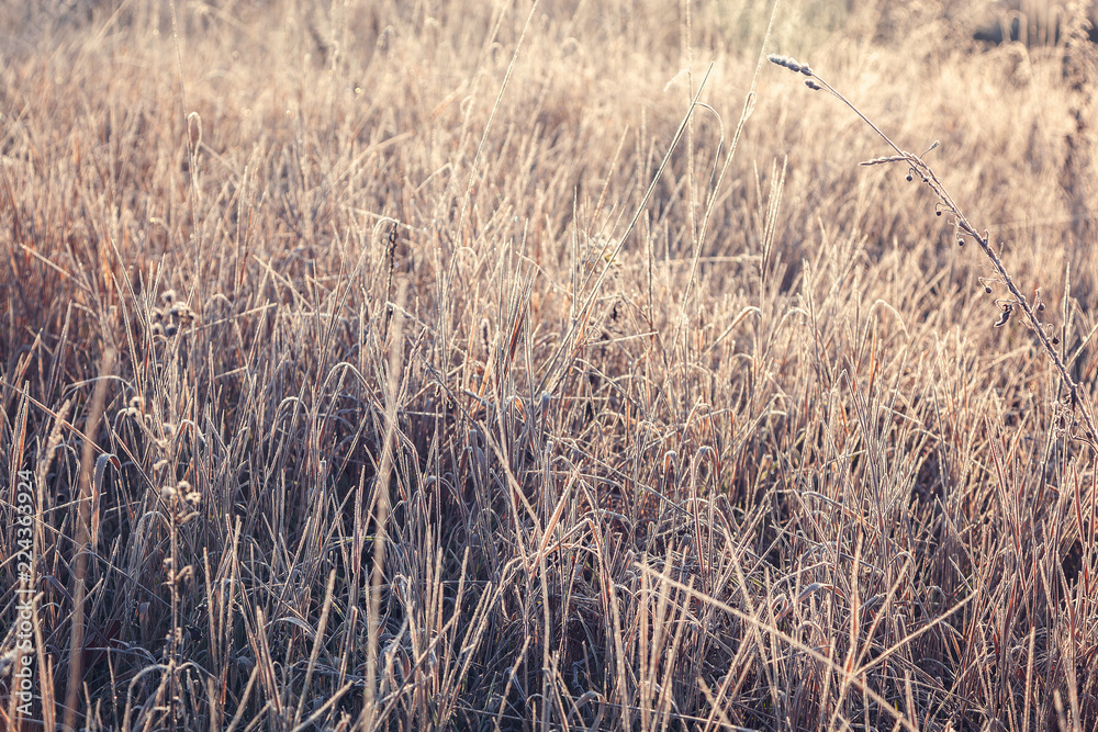 Fototapeta premium Leaves and grass with hoarfrost as a background