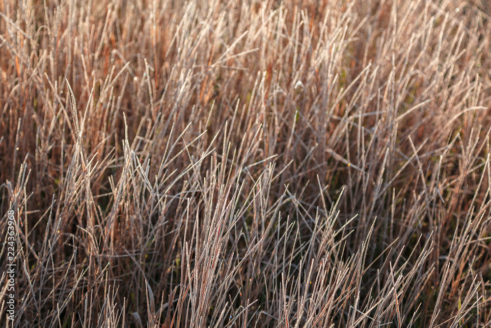Autumn grass with hoarfrost as a background. Autumn grass with hoarfrost as a background.