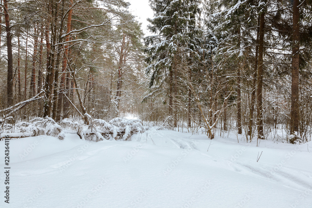 Fototapeta premium Winter snow forest on a sunny day