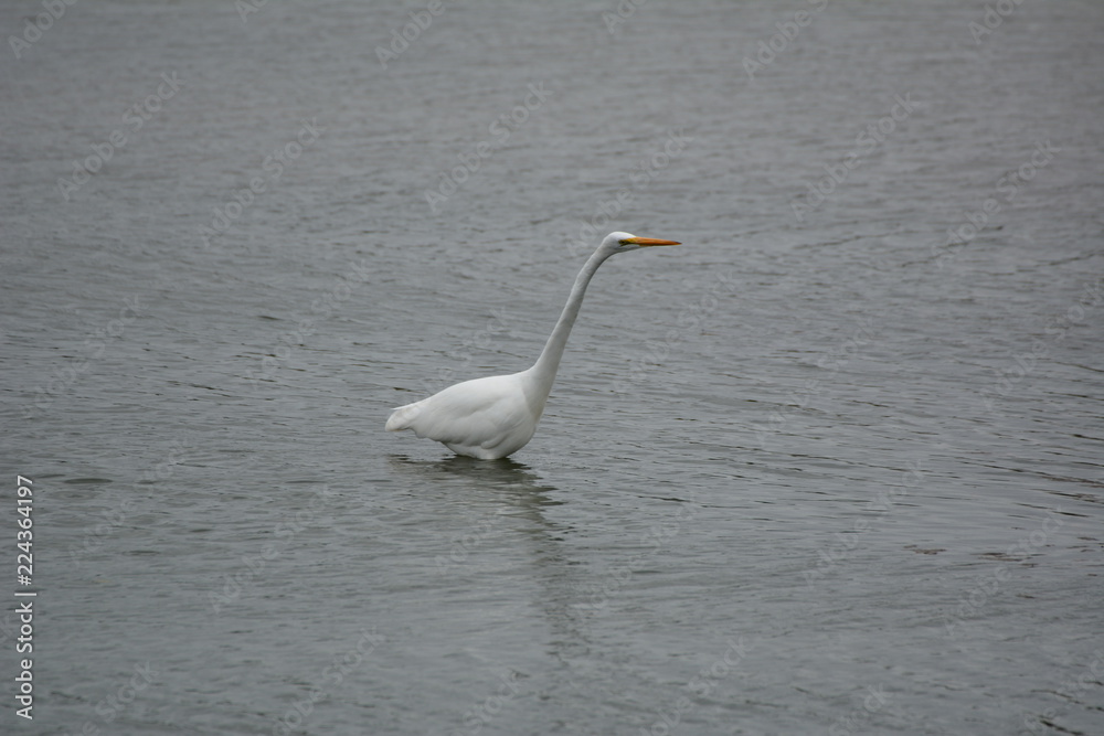 Great Egret Fishing Great Egret Fishing
