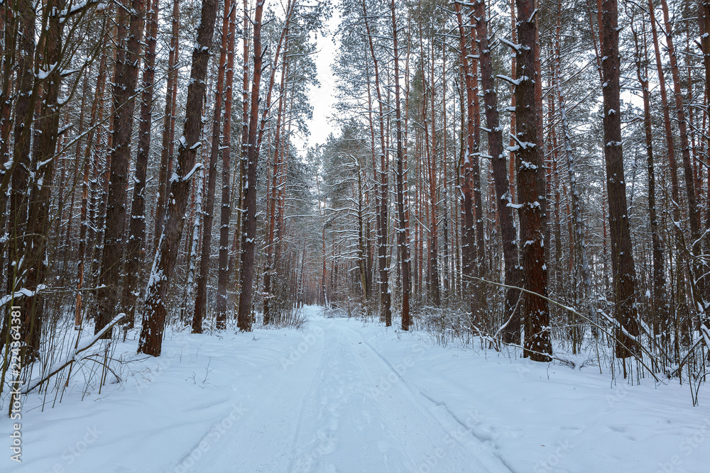 Fototapeta premium Winter snow forest on a sunny day