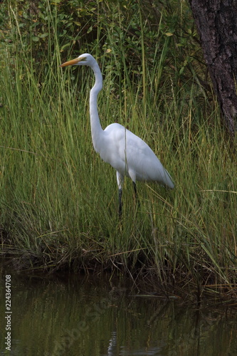 Egret in marsh