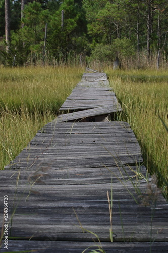 wooden walk in marsh