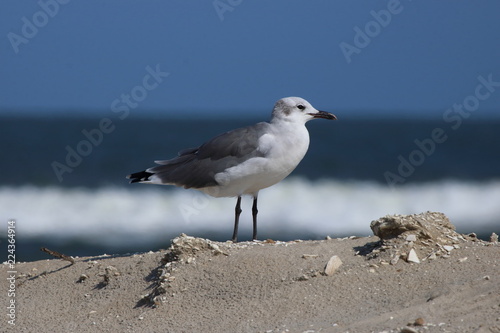 seagull on the beach 