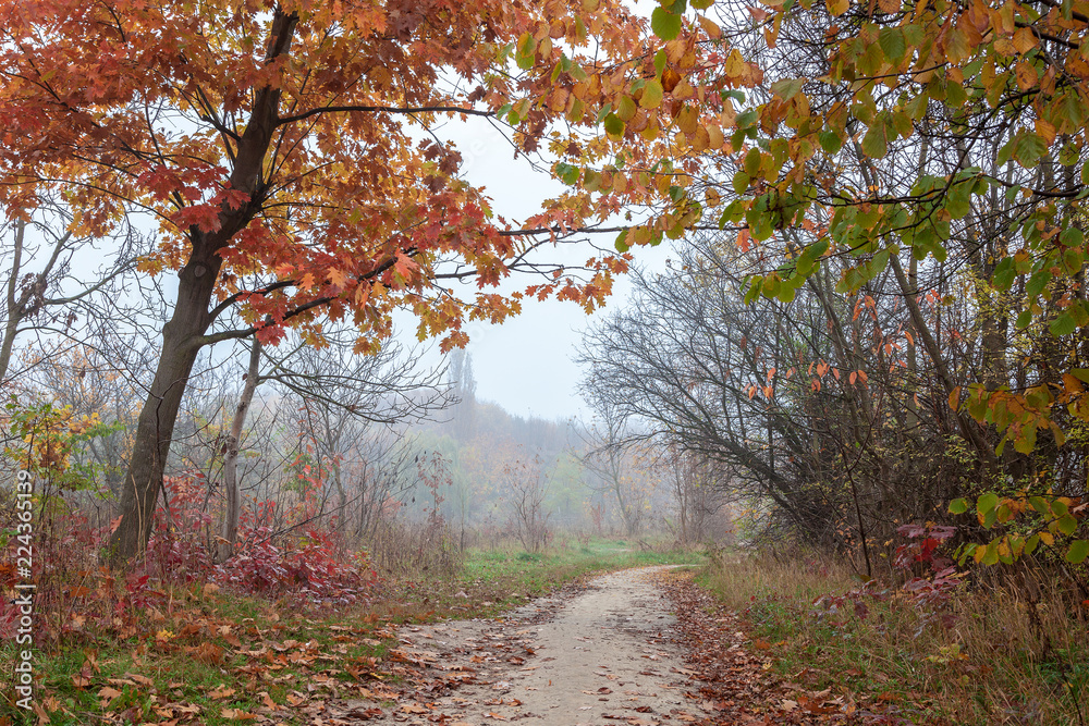 Obraz premium Old city park in autumn. Forest. Fog. Landscape